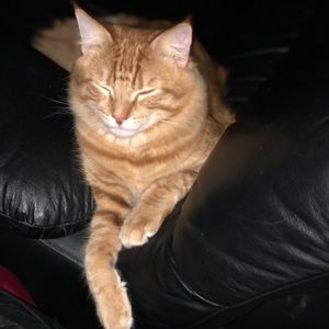 Meet your Posher, Ileen